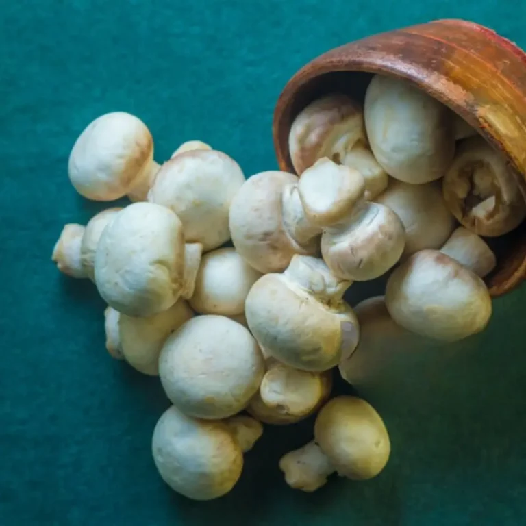 11 Health Benefits of Mushroom 2