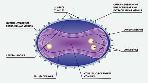 Ayurvedic Treatment of Monkey Pox 